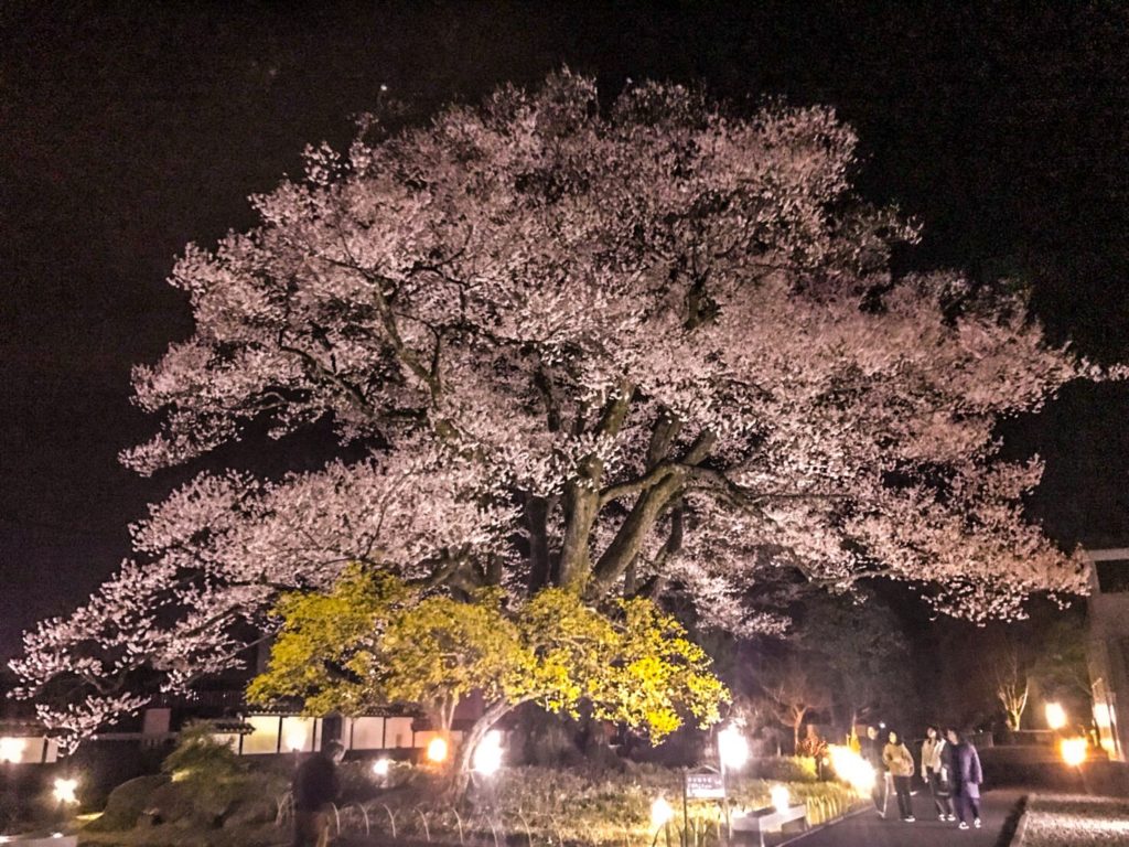 飯田美術博物館 桜の季節(安富桜)