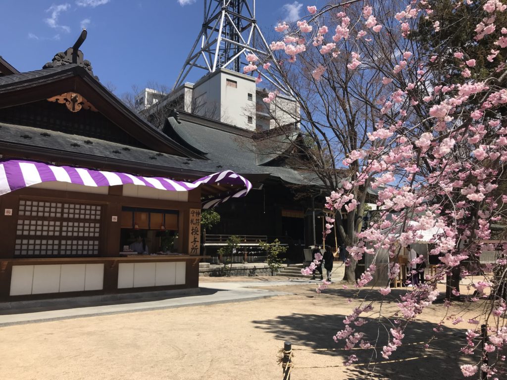 松本市 四柱神社 桜の時期
