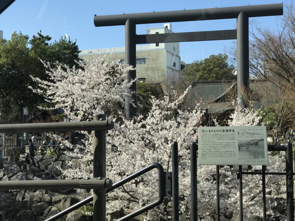 松本市 四柱神社 桜の時期