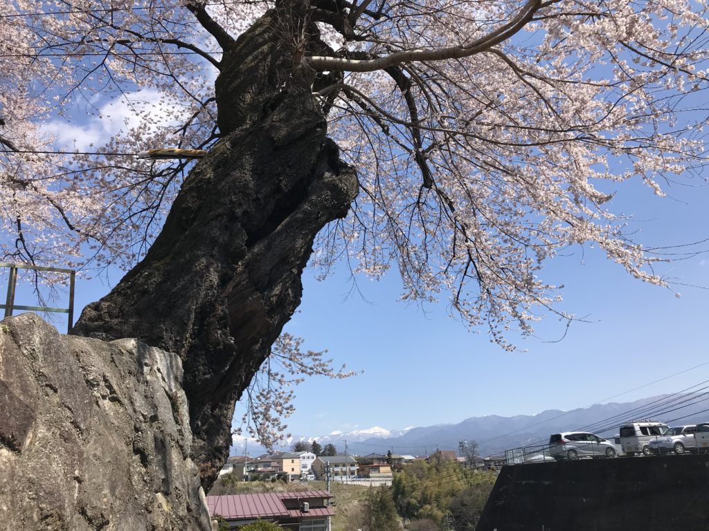 飯田市 合同庁舎・赤門 桜丸御殿址のヒガンザクラ