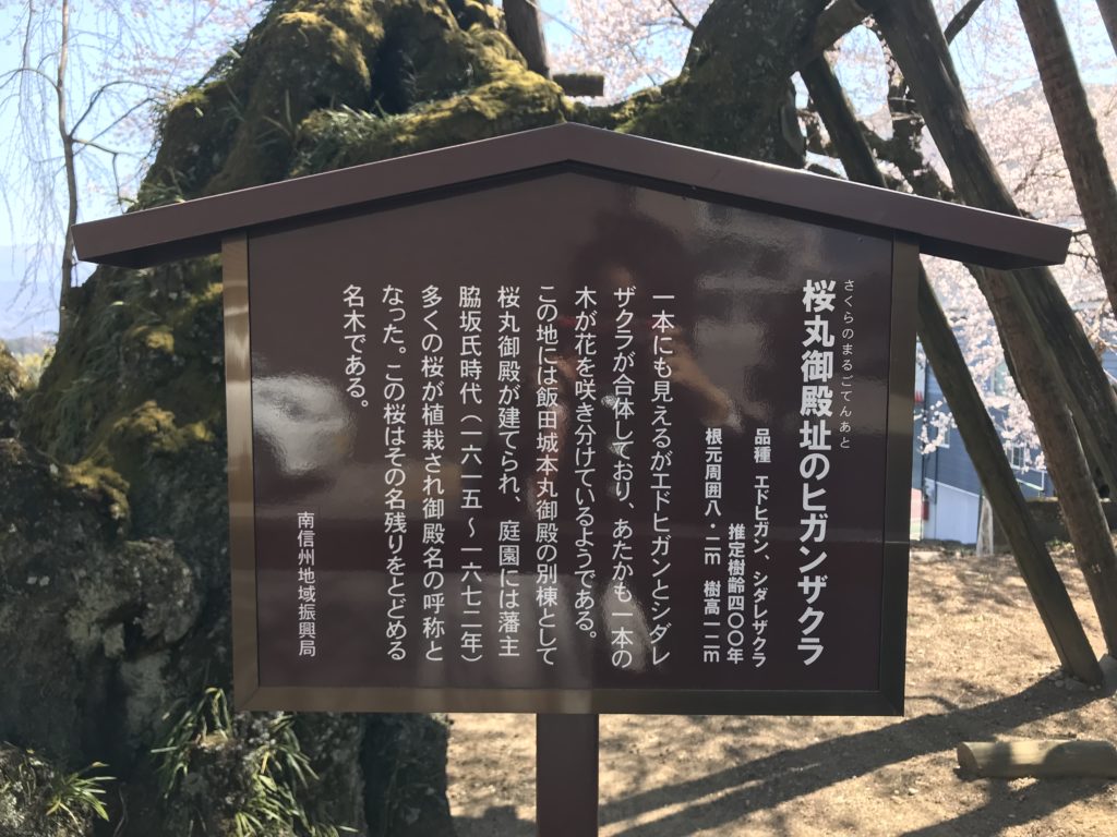飯田市 合同庁舎・赤門 桜丸御殿址のヒガンザクラ