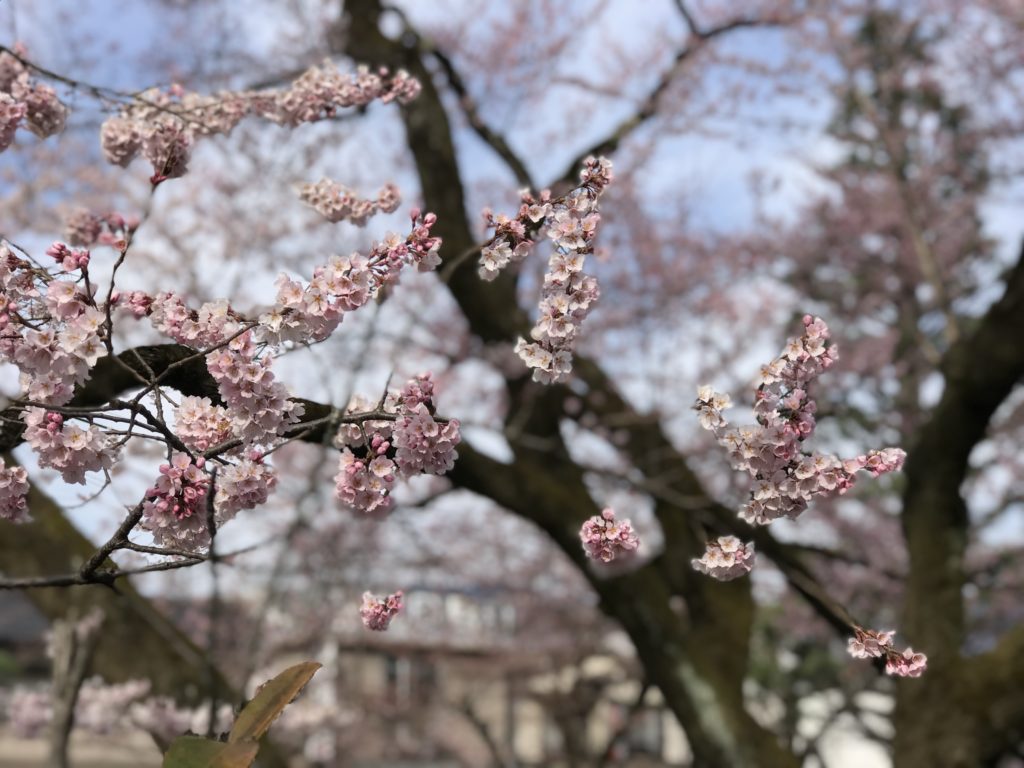 飯田市 中央公園（吾妻）桜