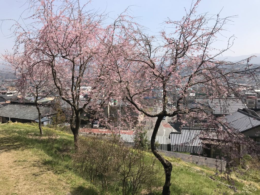 飯田市 北辰神社 桜