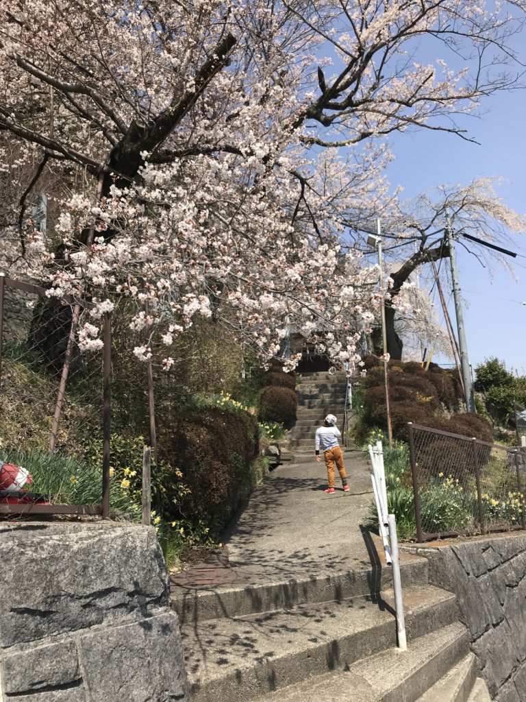 飯田市 北辰神社 桜