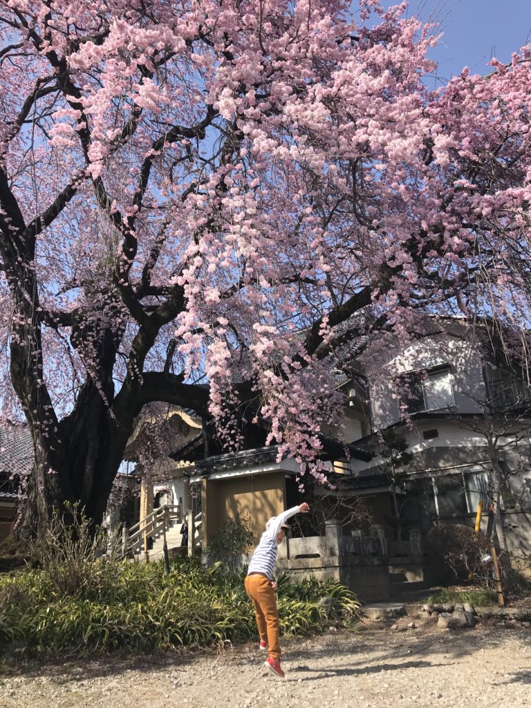 飯田市 黄梅院の紅しだれ桜