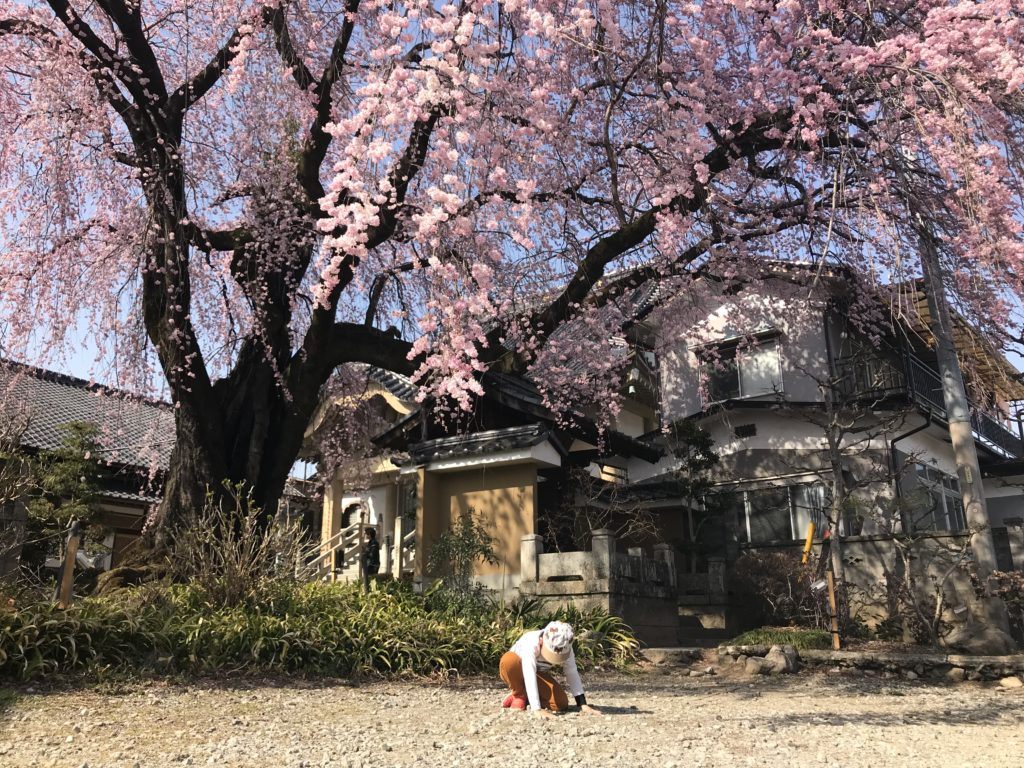 飯田市 黄梅院の紅しだれ桜