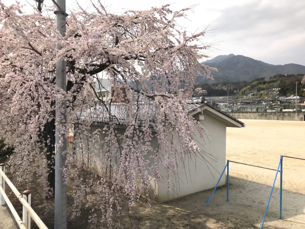 飯田市 東中学校 桜