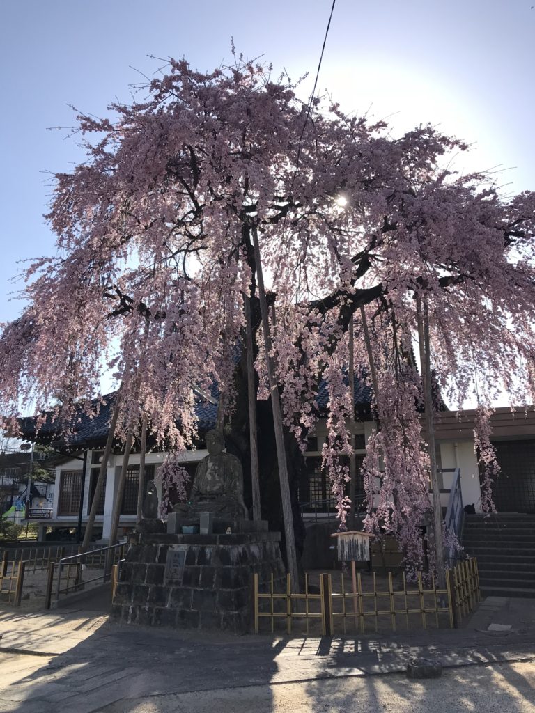 飯田市 東照寺 天蓋桜