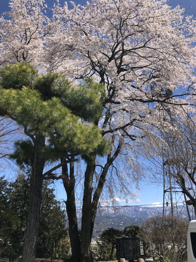 飯田市 上郷公民館近くの桜