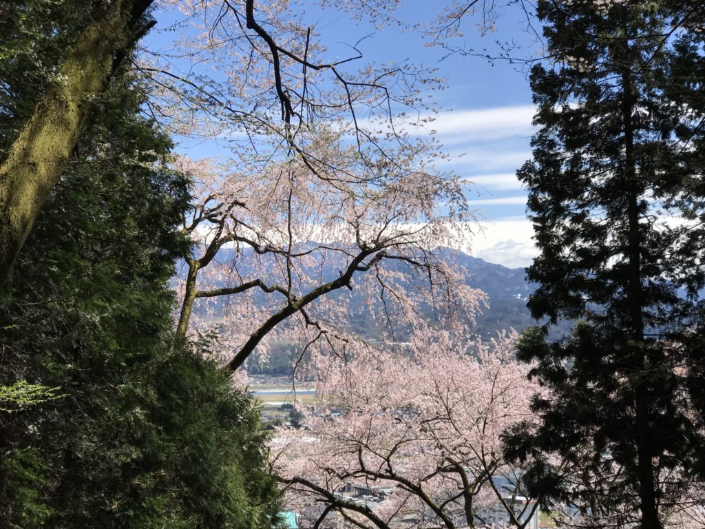 飯田市 飯沼神社 桜
