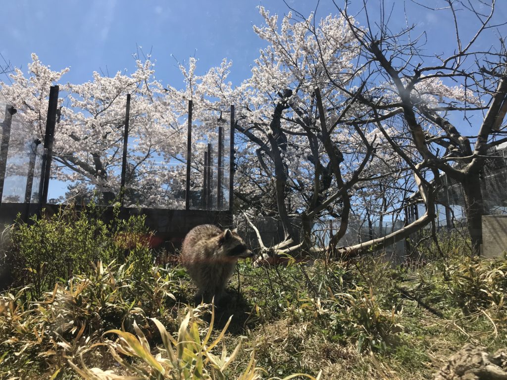 飯田動物園 桜