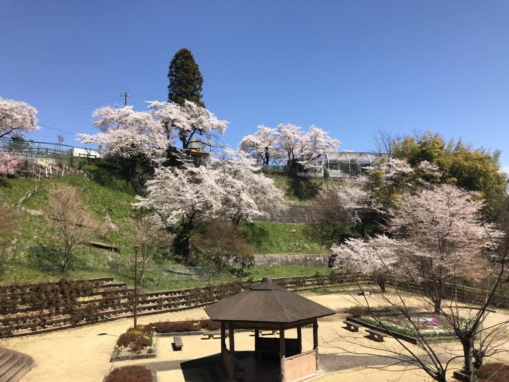飯田市 四季の広場 桜