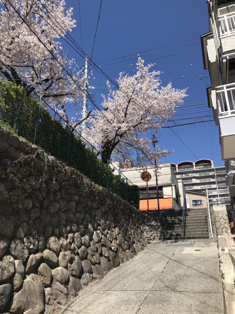 飯田市 四季の広場 桜