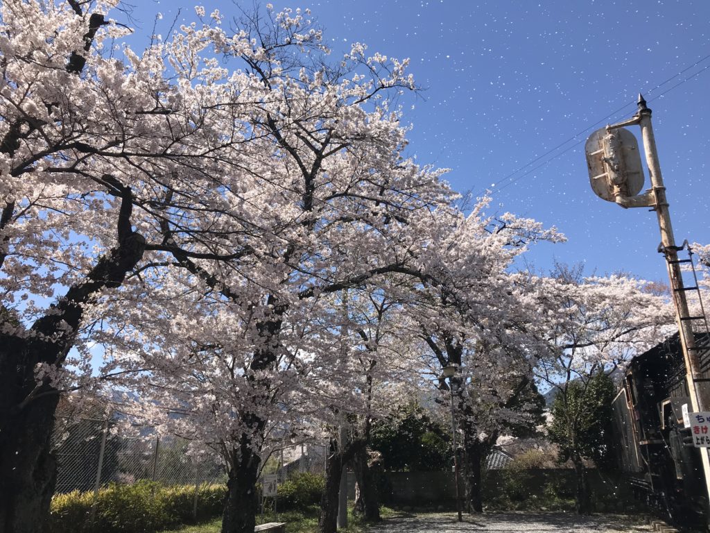 飯田市 D51と桜
