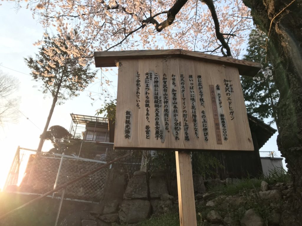 飯田市 加賀沢のエドヒガン桜