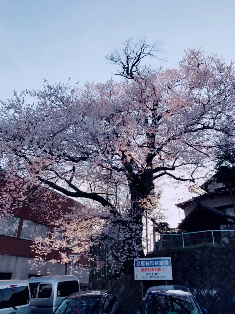 飯田市 加賀沢のエドヒガン桜