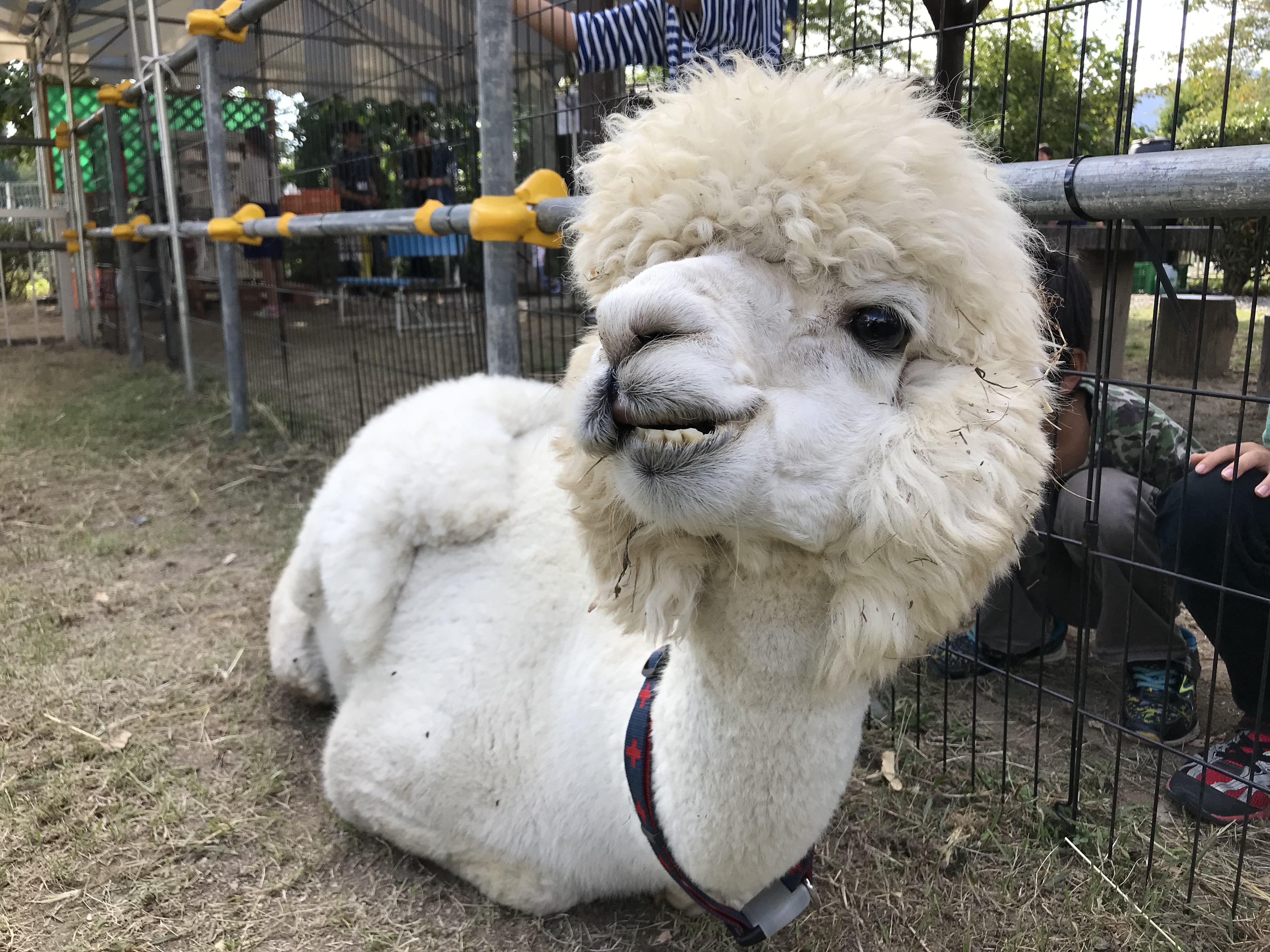 飯田動物園にアルパカがやって来た 飯田伊那谷 Lifemarket
