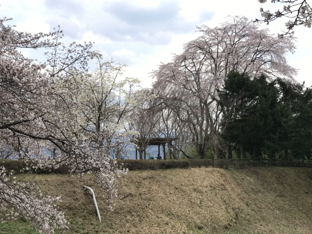 飯田市 松尾城址公園 桜