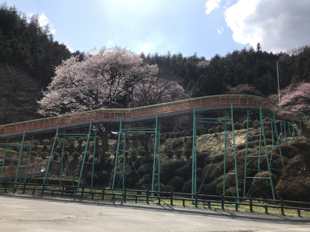 飯田市 野底山公園 桜