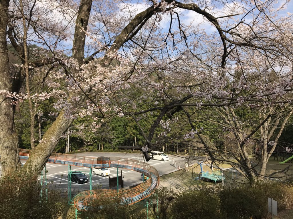 飯田市 野底山公園 桜