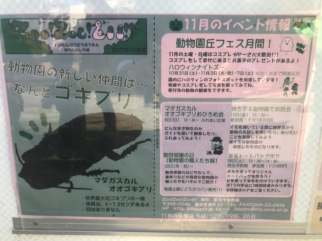 飯田動物園 マダガスカルオオゴキブリ